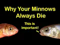 How to Keep Bait Minnows Alive at Home 6 Reasons They Die