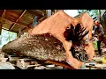 Download Lagu A giant mahogany log! A tense battle ends with the log's destruction at the sawmill. 