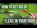 Download Lagu How to Get Rid of Fleas in Your Yard (4 Easy Steps)