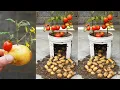 Ongelooflijk hoogproductieve 2-in-1 tomaten- en aardappelteelt