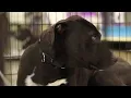 Haile s Angels Pet Rescue