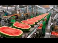 Lagu Inside a High-Tech Watermelon Factory: From Fresh Ripe Melons to Irresistible Juice (Full Process)
