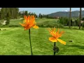 Breckenridge Golf Course Experience