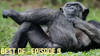 09 best of funny animals video compilation 