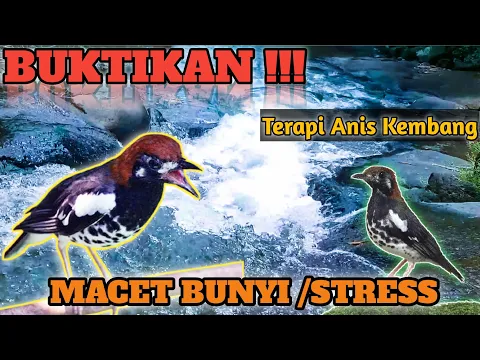 Download MP3 TERAPI ANIS KEMBANG❗Macet,Stres/Bahan _ Masteran Semua Jenis Burung Punglor✅