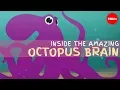 Why the octopus brain is so extraordinary - Claudio L Guerra