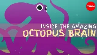 Why the octopus brain is so extraordinary - Claudio L Guerra