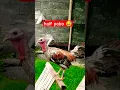 Download Lagu half pabo 😅 #chicken