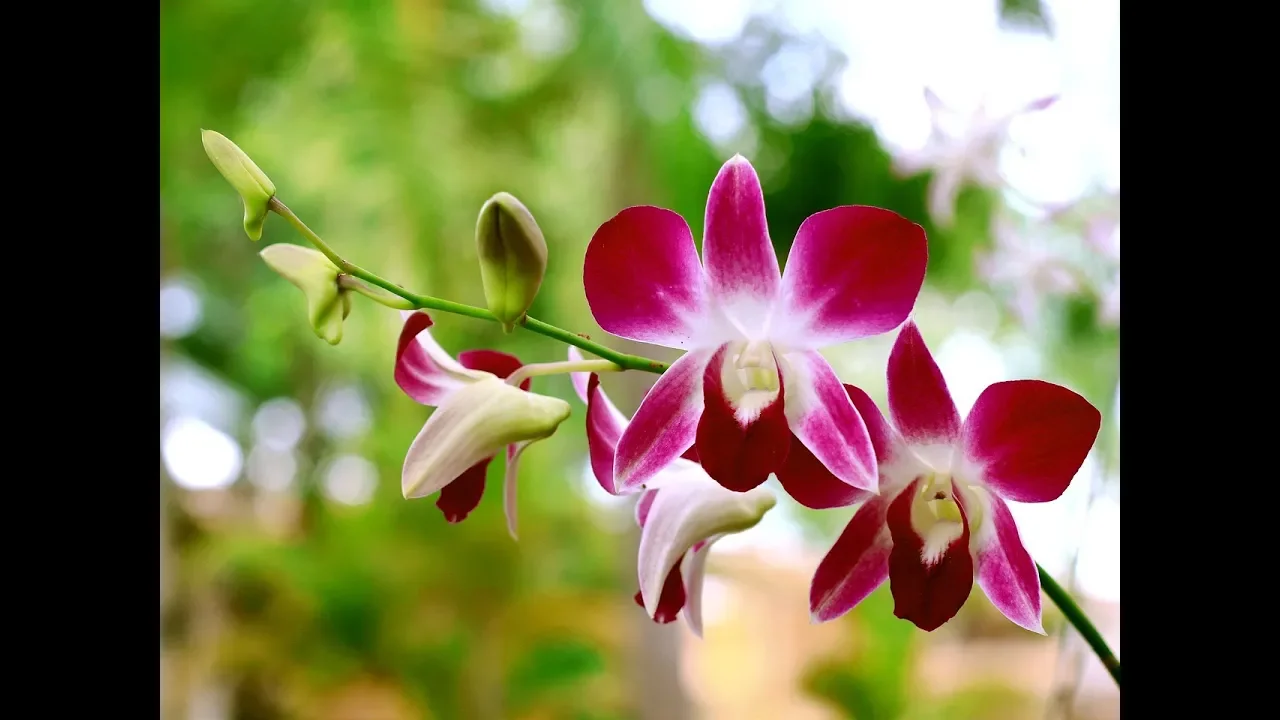 PLANTA ORQUIDEA, COMO CULTIVAR ORQUIDEAS