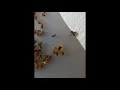 Leaf Insect eggs keeping and hatching P Phillippinicum