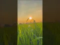 Download Lagu Maharashtra Krushi Din Status 2023 | Krushi Din Status | 4k #farming #farmer | महाराष्ट्र कृषी दिन
