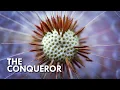 Download Lagu Dandelion: The Plant That Conquered The World