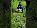 Download Lagu Panen Kelor #moringa #pohonmoringa #daunkelor