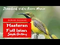 Download Lagu Masteran Suara Burung Sogok Ontong Full Isian | Masteran Sogok Ontong Durasi Panjang