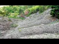 Download Lagu Seperti inilah Ladang warga desa di lereng perbukitan Danau toba yang ekstrim
