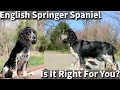 English Springer Spaniel Is It Right For You