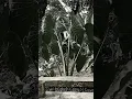 Download Lagu chrisye - selamat jalan kekasih
