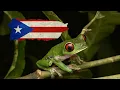 Download Lagu Frog Coqui Ringtone Download