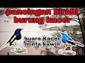 Download Lagu pancingan birahi burung kacer. suara kacer minta kawin terbaru