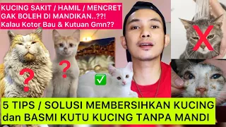 cara membersihkan kucing tanpa mandi mandi kucing sakit u0026 kucing hamil obat kutu kucing mencret