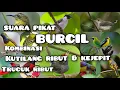 Download Lagu SUARA PIKAT BURCIL PALING AMPUH kombinasi kutilang ribut \u0026 kejepit / trucuk ribut #mp3pikat