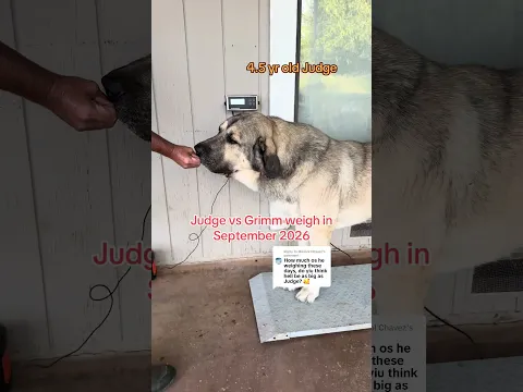 7 month old weigh in for Grimm👀