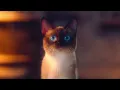 Download Lagu Cat: WoW - WOTLK Classic Ad (China, 2022)