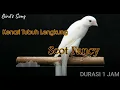 Masteran Kenari Scot Fancy Dengan Durasi Panjang