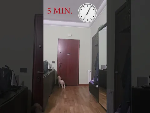 Cosa fa il mio cane quando esco per soli 5 minuti π₯Ί