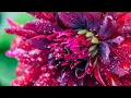 4 Hero - les fleurs (feat. Carina Andersson)