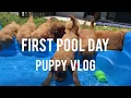 PUPPY VLOG - Puppies first pool day