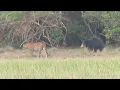 Sloth bear tries to scare off male leopard