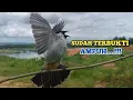 Download Lagu Suara Burung KUTILANG GACOR Sudah  Terbukti Paling Ampuh..!!! Untuk Suara Panggilan dan Masteran