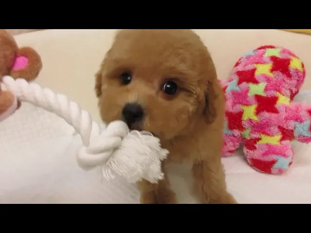 動画