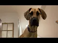 Great Dane pup grows UP
