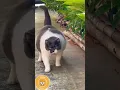 Download Lagu kucing gemuk lucu #kucinglucu #kucing #shorts