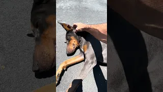 #fyp #dream #pets #doberman #vlog