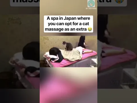 Spa cat massages you in Japan!!