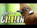 Lagu MASTERAN CILILIN GACOR | MASTERAN WAJIB BUAT BURUNG BERKICAU