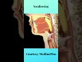 How swallowing works