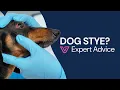 Dog Stye on Eyelid Symptoms Home Treatment When to See a Vet
