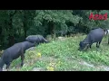 Download Lagu Rural Life in The Nepali Mountains in Nepal | How people Live in Nepal with Rainy Time azadmehrat1