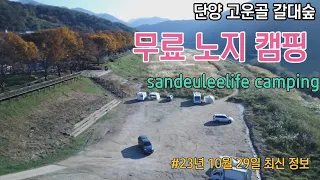 단양 "고운골 갈대숲" 10월 29일 갈대밭 영상//무료 노지캠핑장소 썸네일