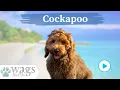 Cockapoo Breed Highlights