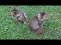 Download Lagu The two cuties cats are relaxing together in the backyard and looking around 