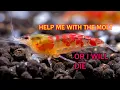 Shrimp MOLTING PROBLEMS - and solution