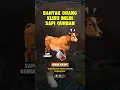 Download Lagu SAPI QURBAN YANG BANYAK DAGINGNYA - TIPS MEMBELI SAPI QURBAN. Ciri Sapi Kurban. #sapikurbanterbaik