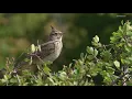 Groundbreaking new SIU research finds birds are staying awake longer in light polluted areas