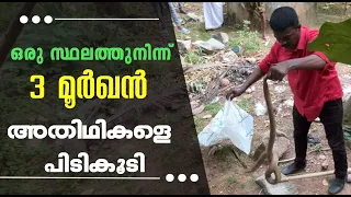 ഒരു സ്ഥലത്തുനിന്ന് 3 മൂർഖൻ അതിഥികൾ പിടികൂടി | Capturing 3 Cobra snakes in the same place