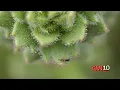 How an insect-eating plant is proving Charles Darwin right 150 years later